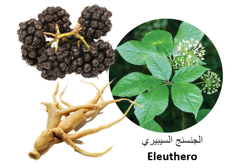 Eleuthero الجنسنغ السيبيري	