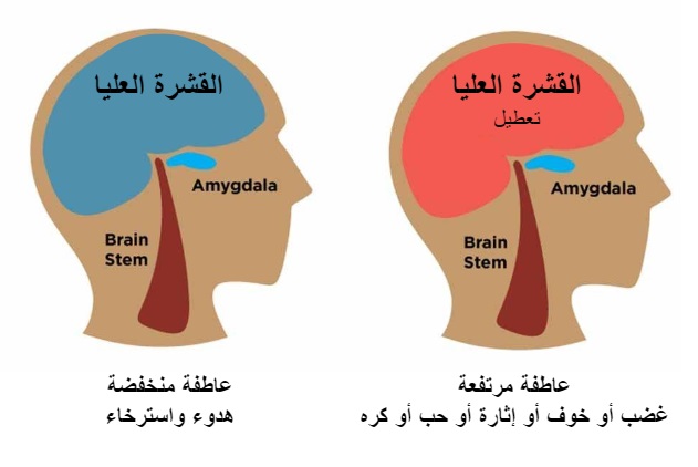 اللوزة الدماغية والقشرة الدماغية	