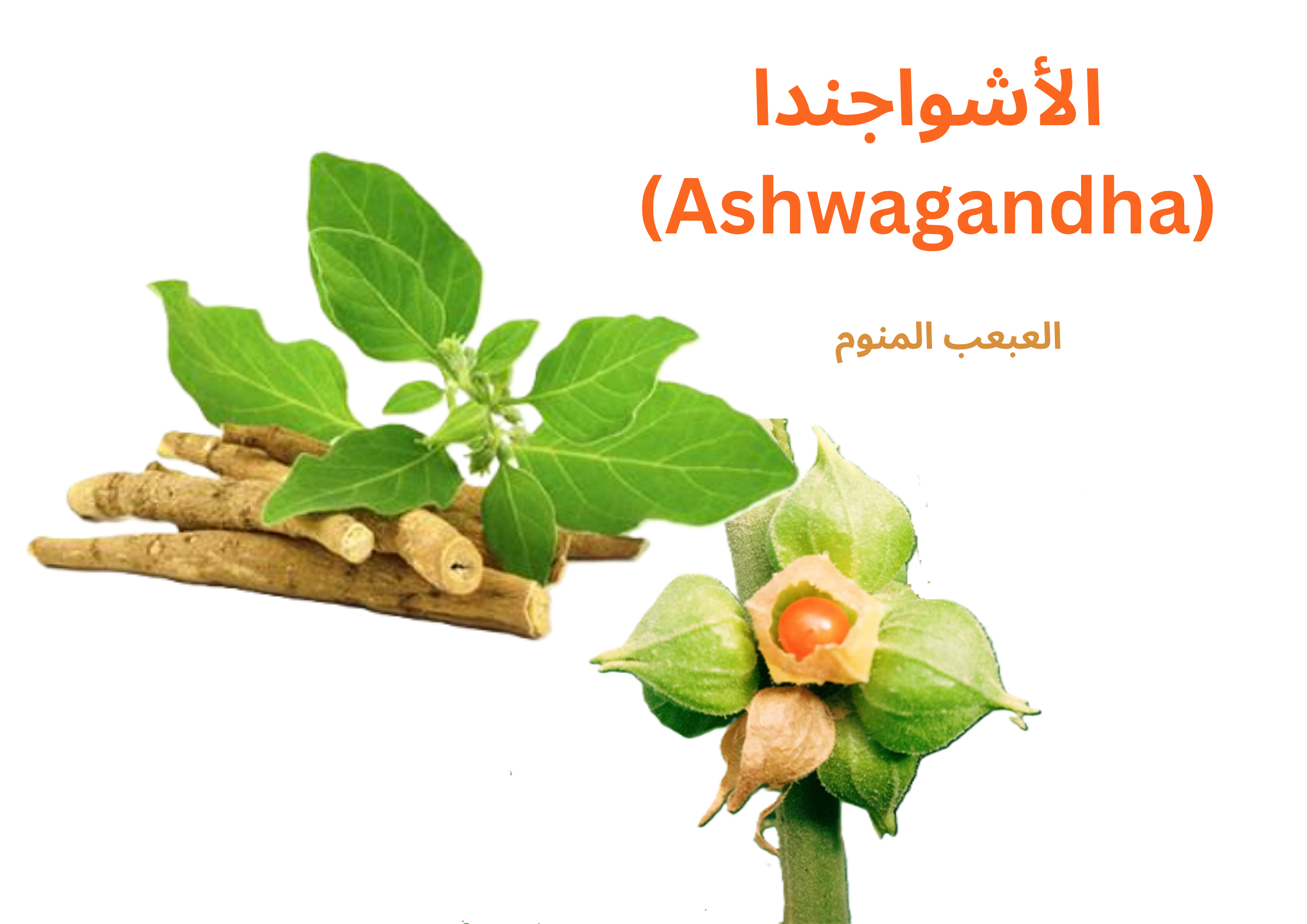 الأشواجندا (Ashwagandha)	