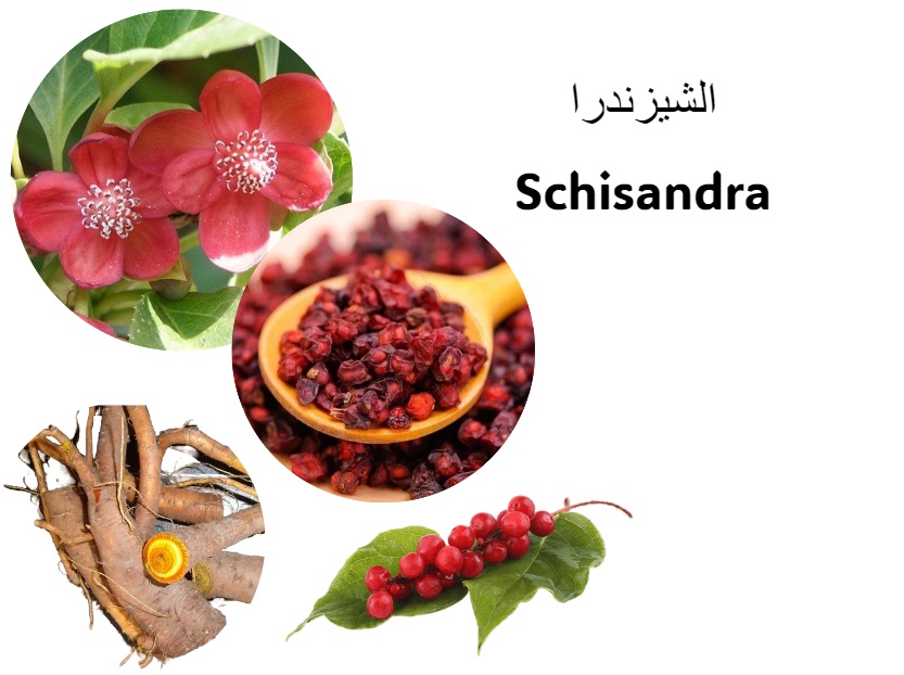 Schizandra الشيزندرا	