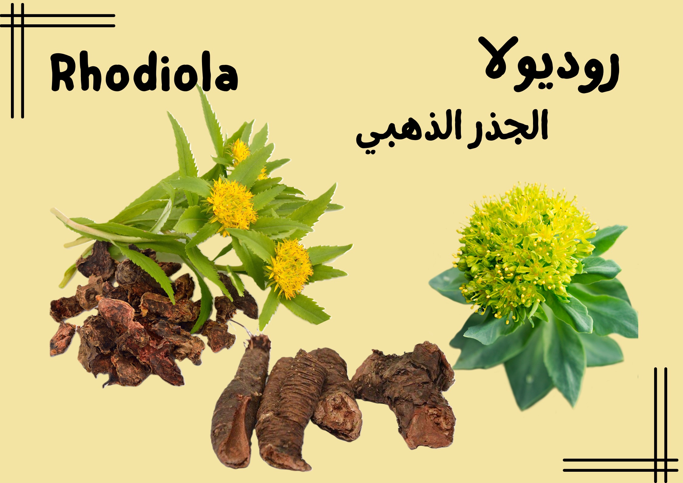 الجذر الذهبي rhodiola روديولا	
