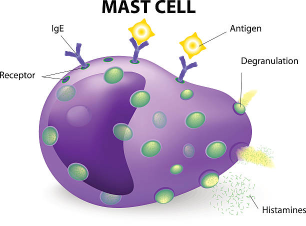 Mast cells	