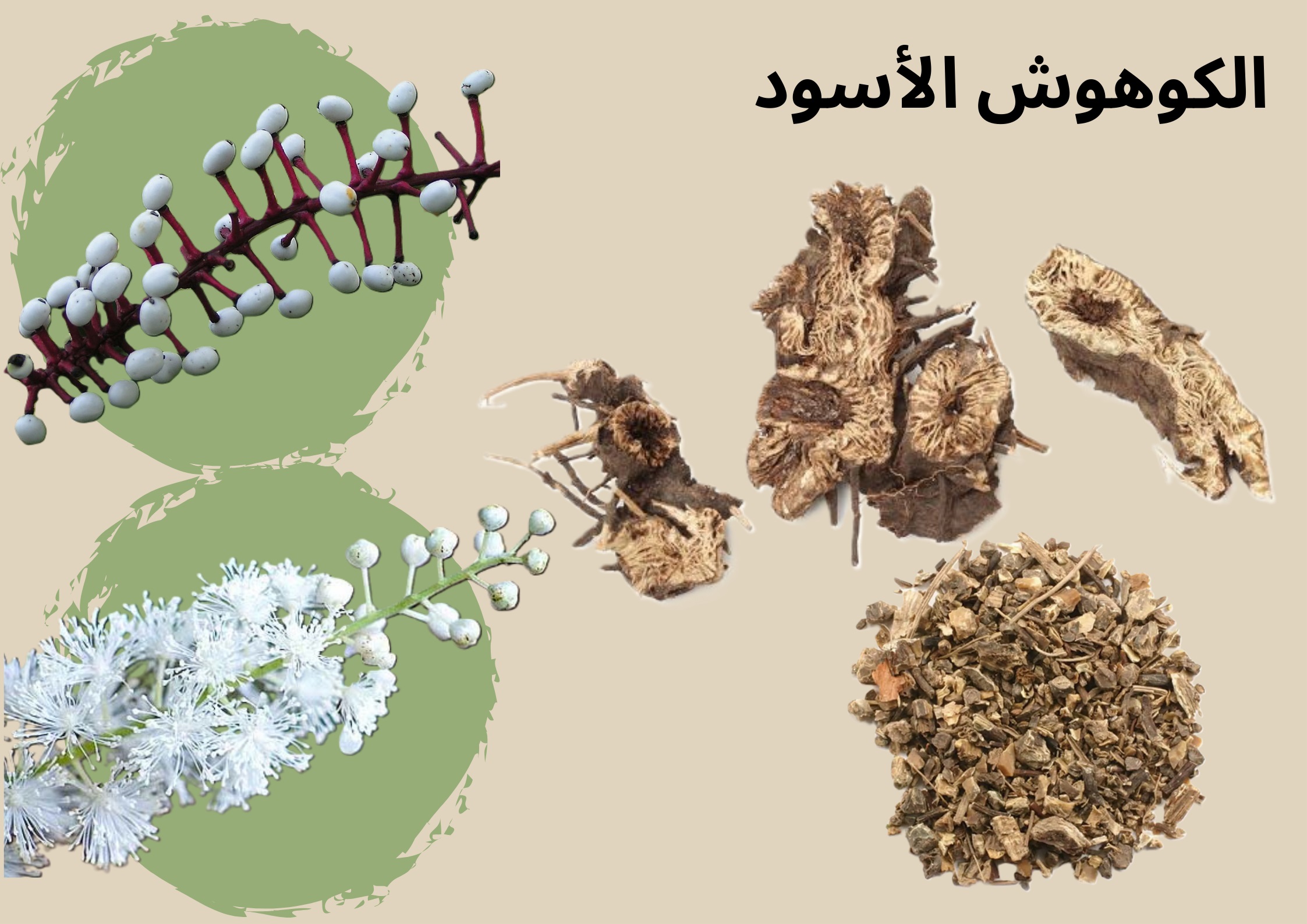 الكوهوش الأسود Black cohosh	