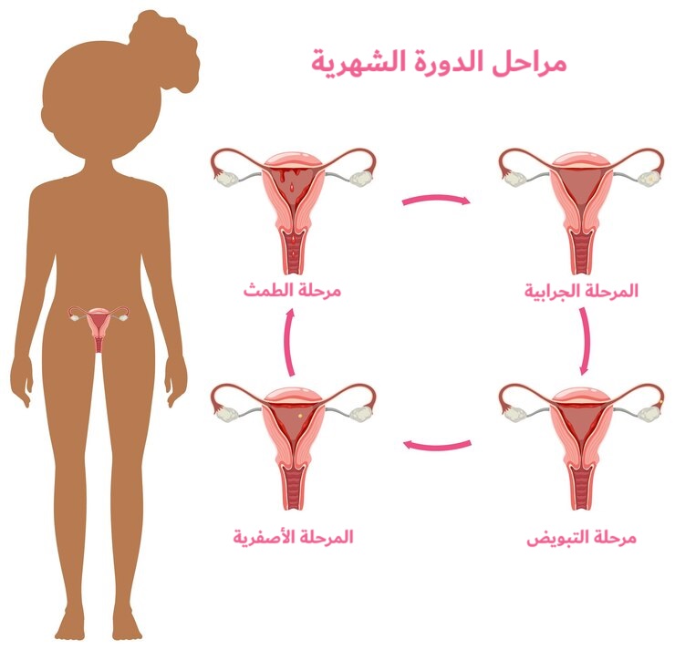 	مراحل الدورة الشهرية