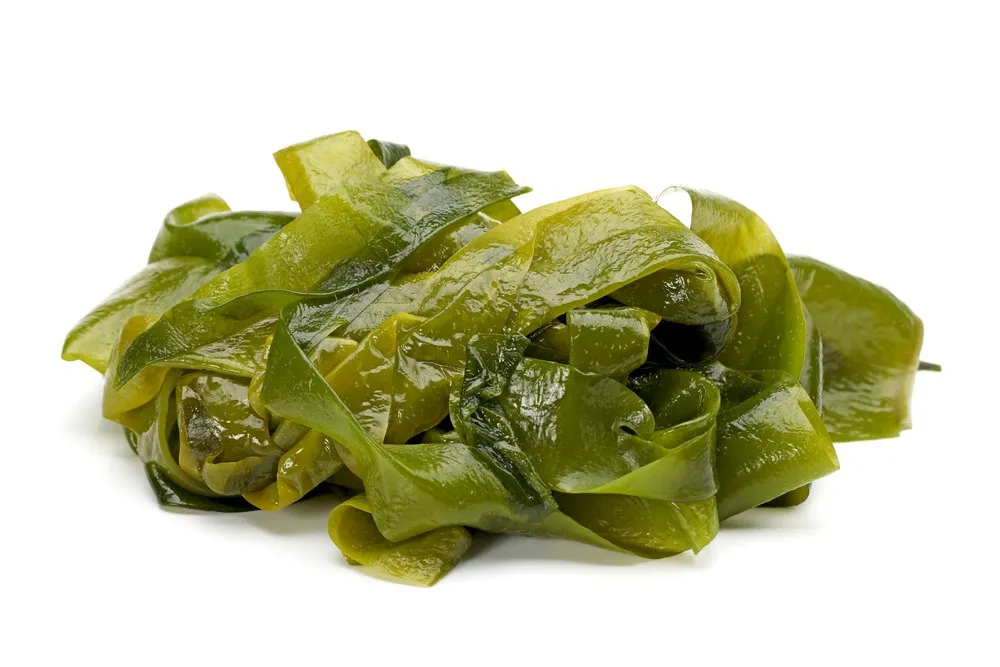 Kelp-Seaweed طحالب البحر	