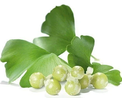 الجينكو بيلوبا ginkgo biloba	