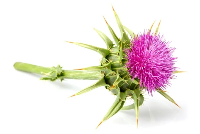 Milk thistle حليب الشوك السلبين المريمي	