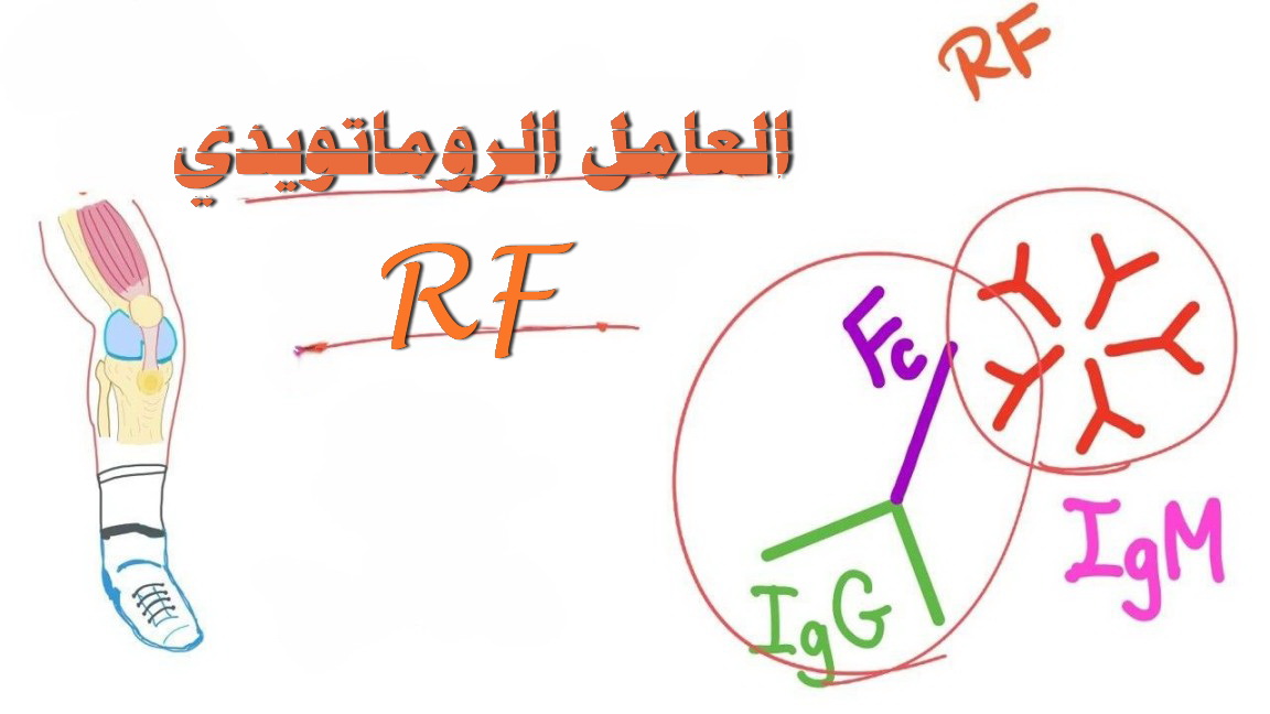 RF العامل الروماتويدي	