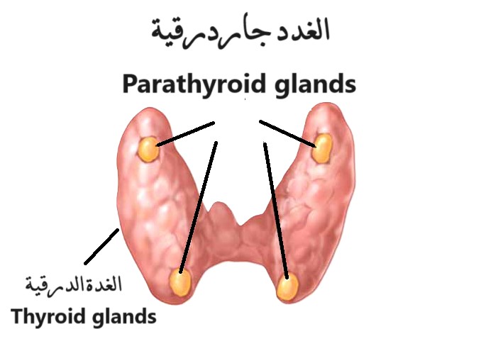 الغدد جاردرقية (Parathyroid glands)	