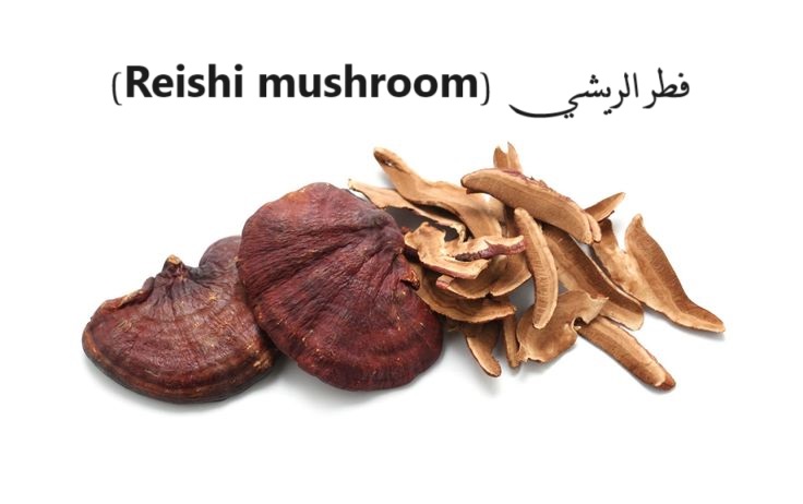 Reishi mushroom فطر الريشي	