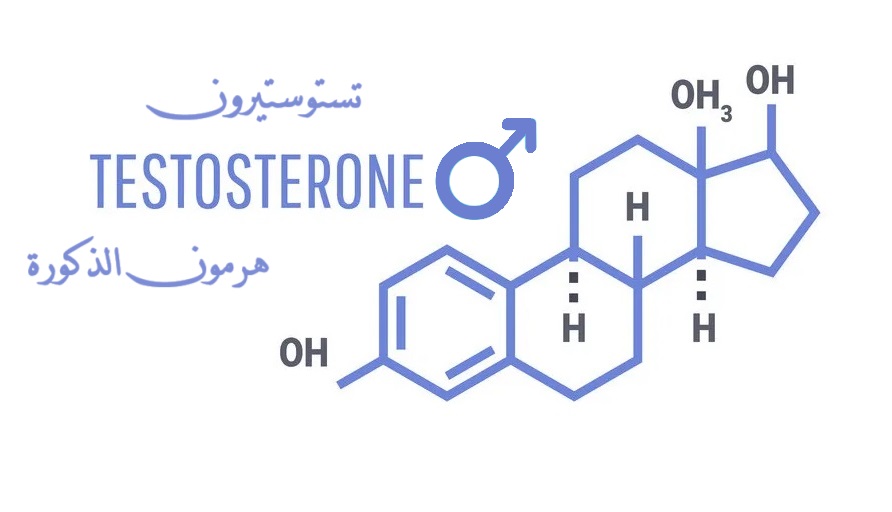 هرمون التستوستيرون