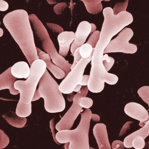 bifidobacteria بيفيدوبكتيريا	