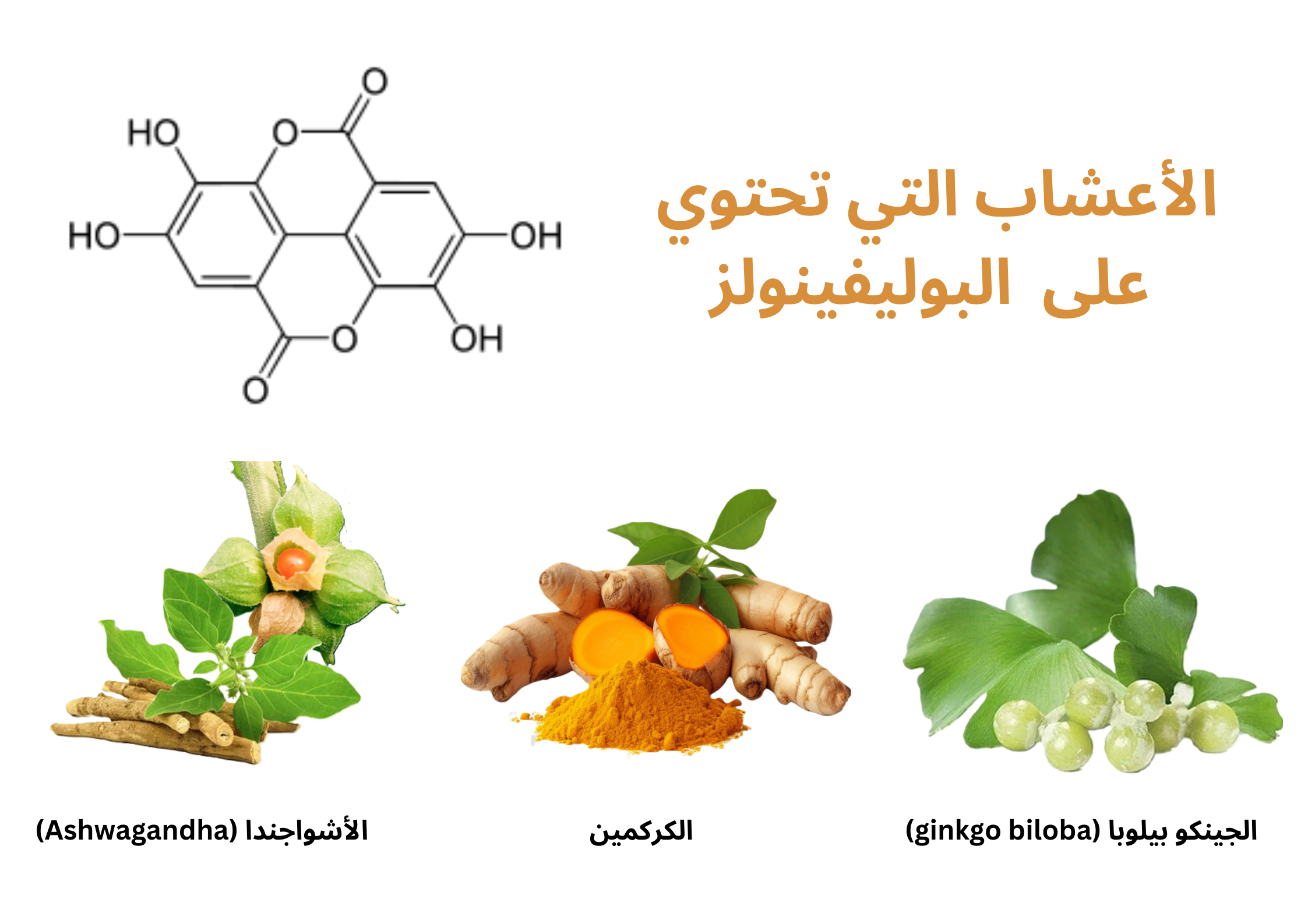 الأعشاب التي تحتوي على البوليفينولز	