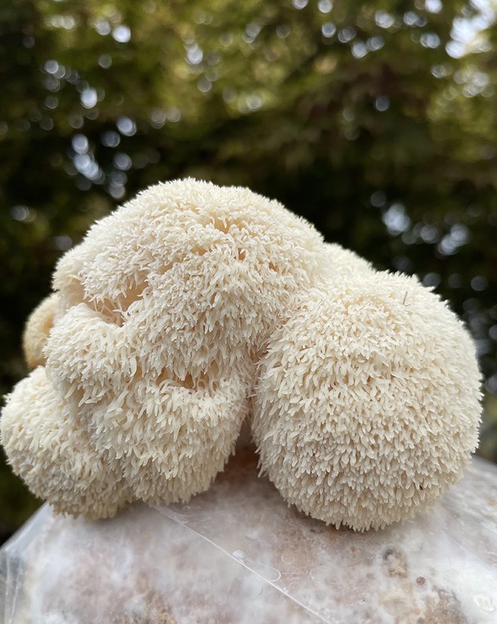 LION'S MANE عرف الأسد	