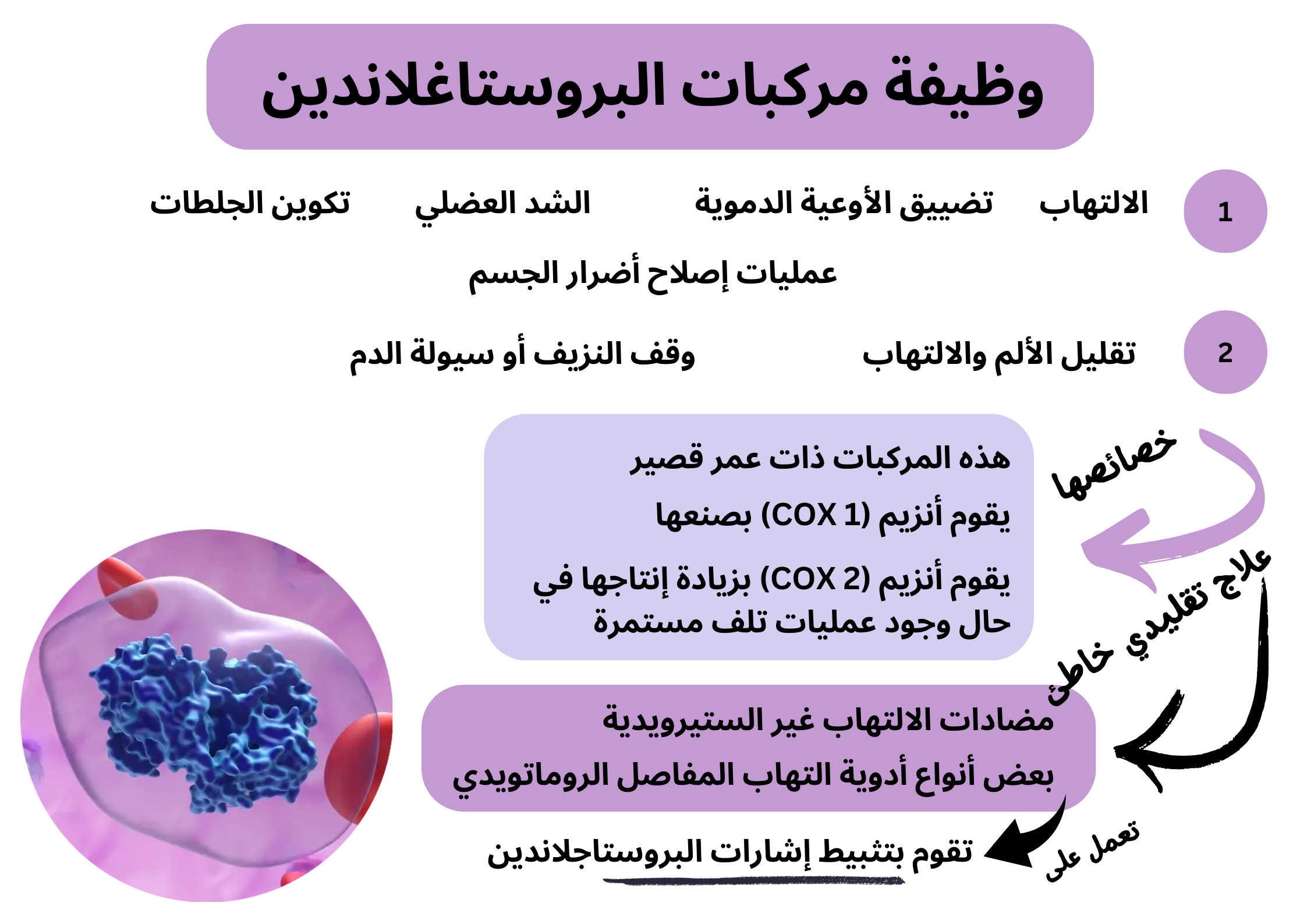 وظيفة مركبات البروستاغلاندين	