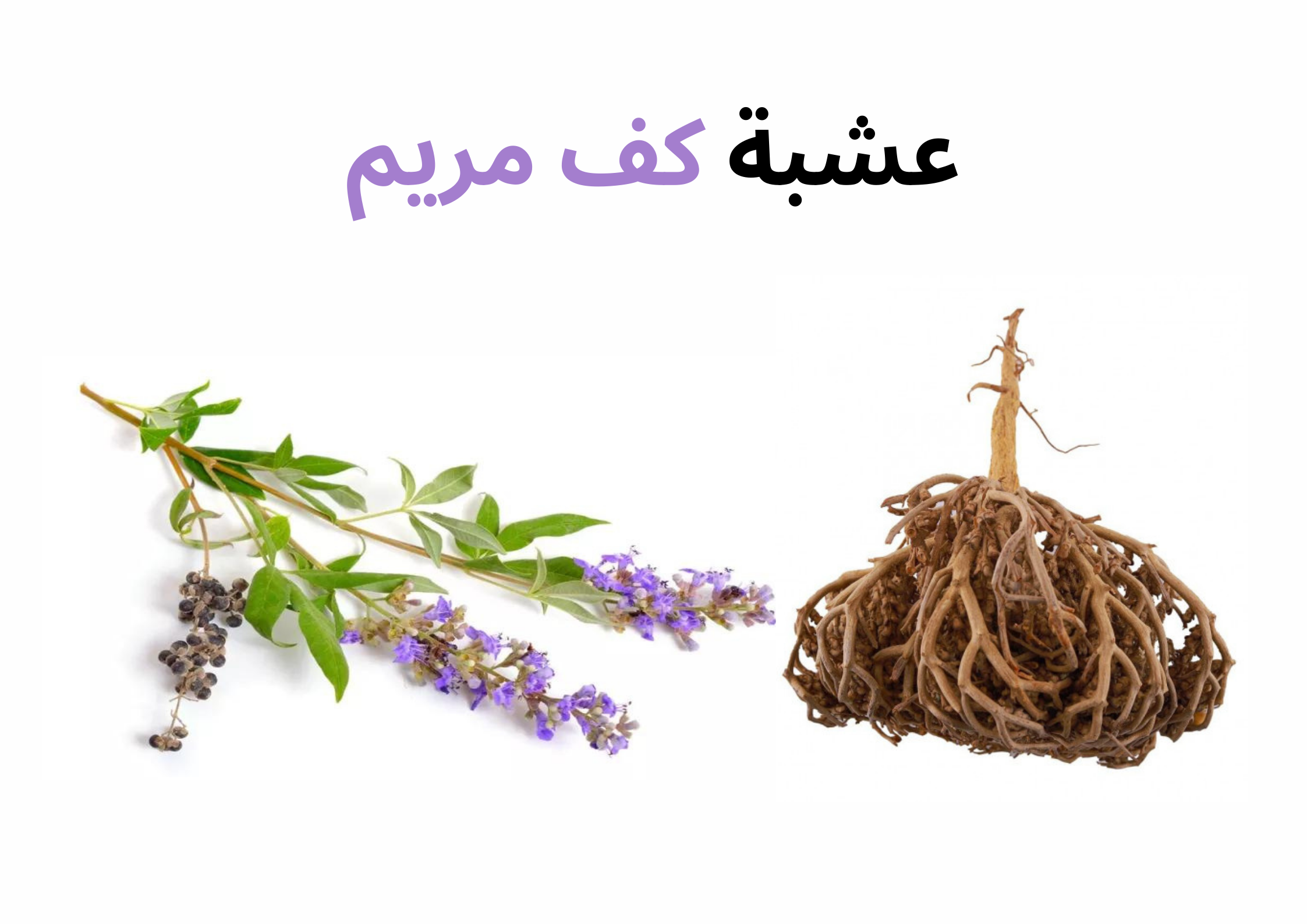 عشبة كف مريم