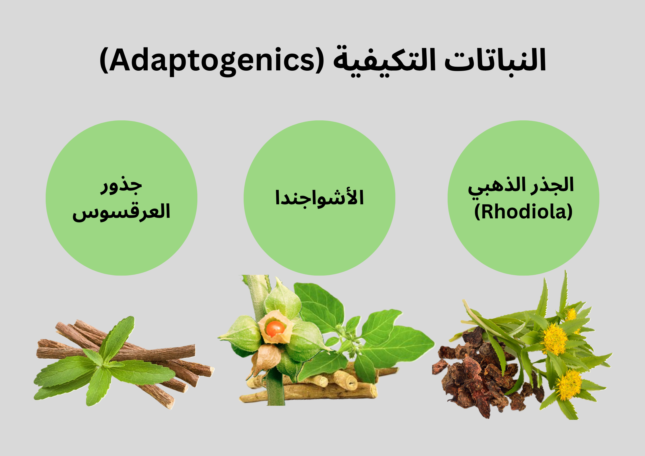 النباتات التكيفية (Adaptogenics)	