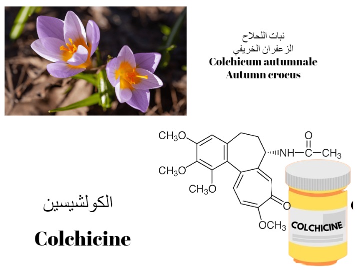 Colchicine الكولشيسين نبات اللحلاح	