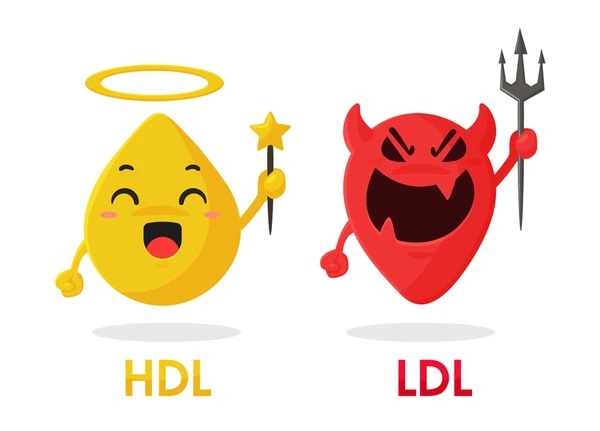 HDL LDL	