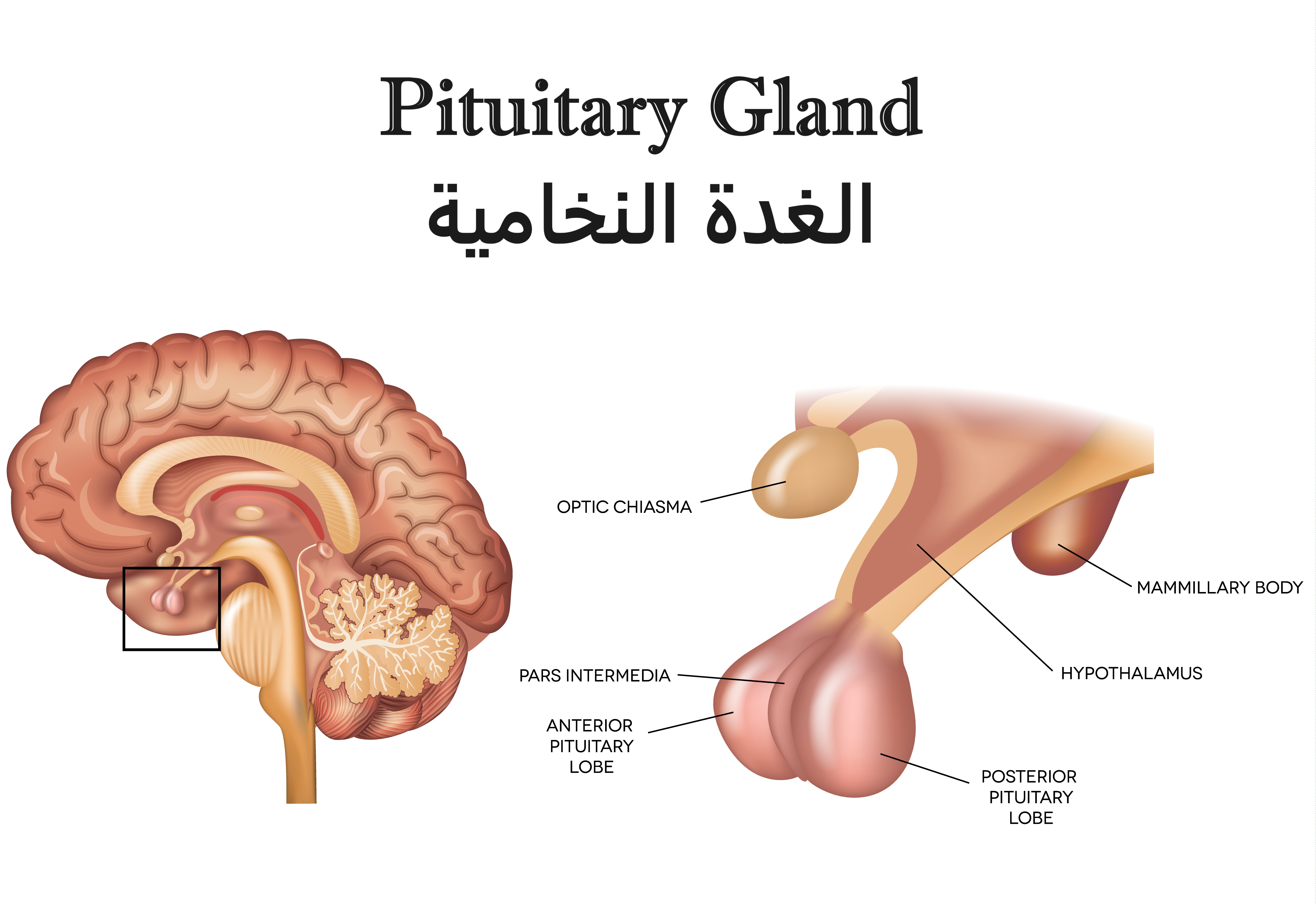 الغدة النخامية pituitary gland	