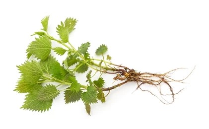 القراص Stinging Nettle Root	