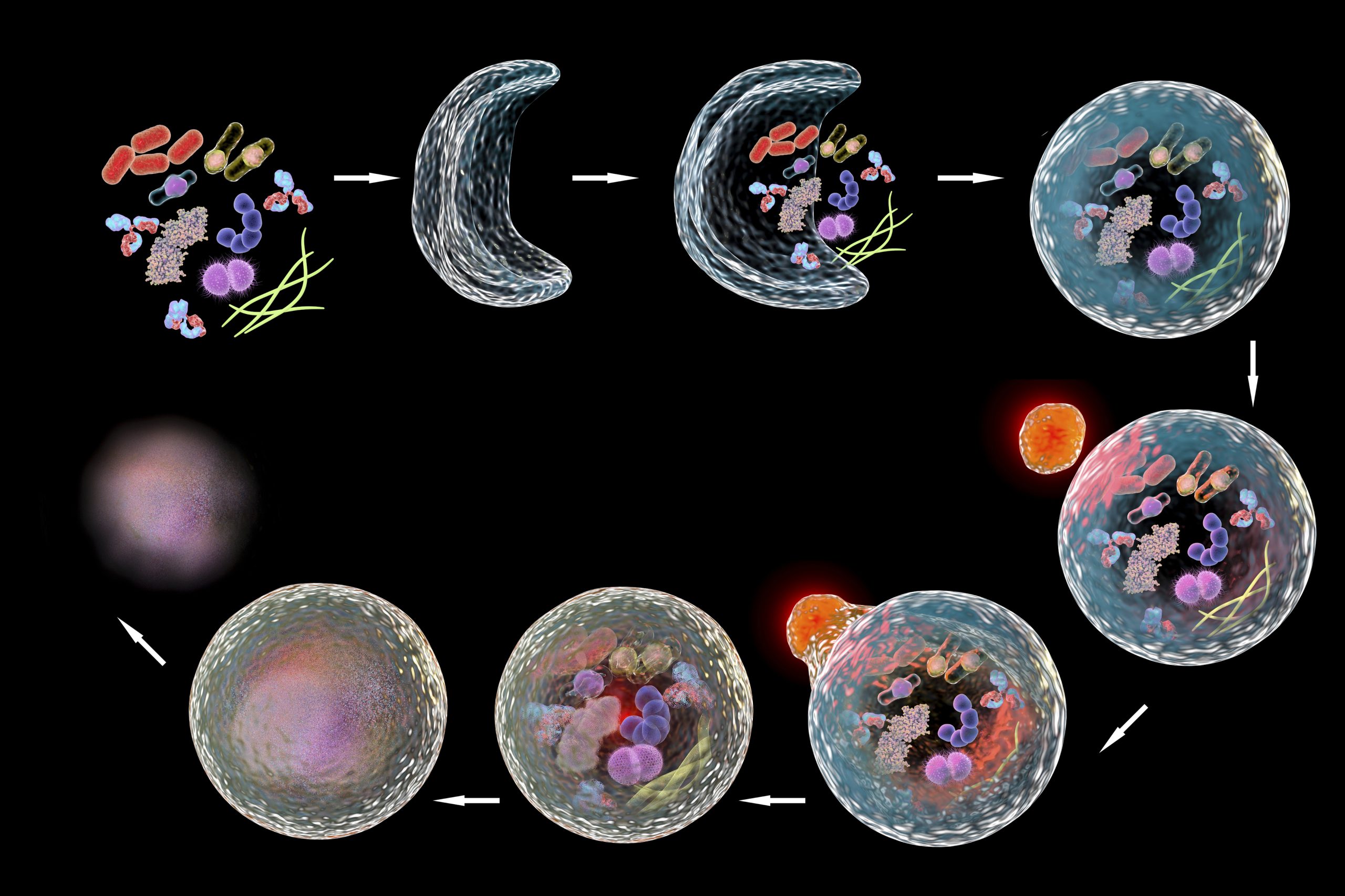 Autophagy الالتهام الذاتي	