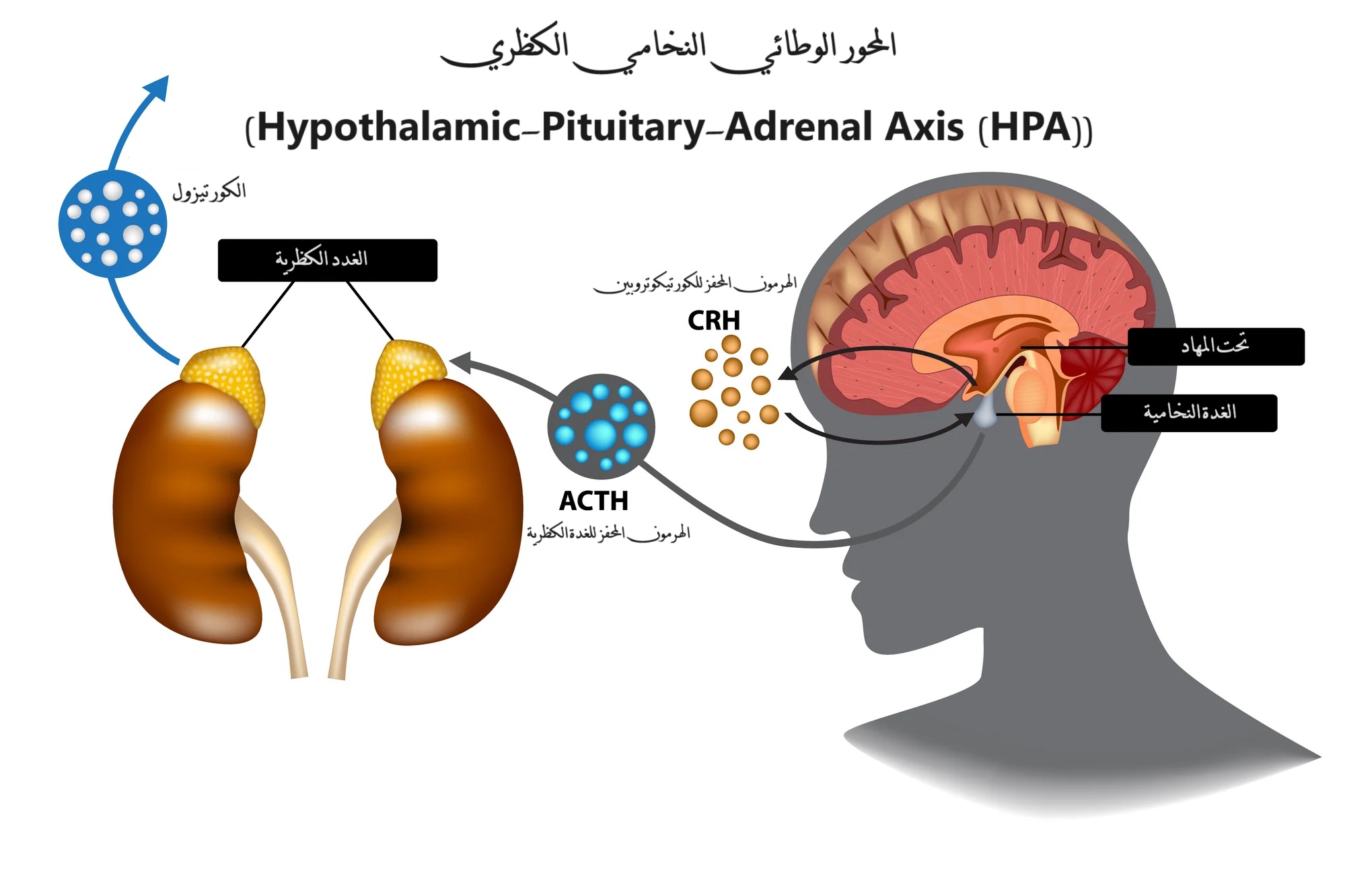 المحور الوطائي النخامي الكظري (Hypothalamic-Pituitary-Adrenal Axis (HPA))