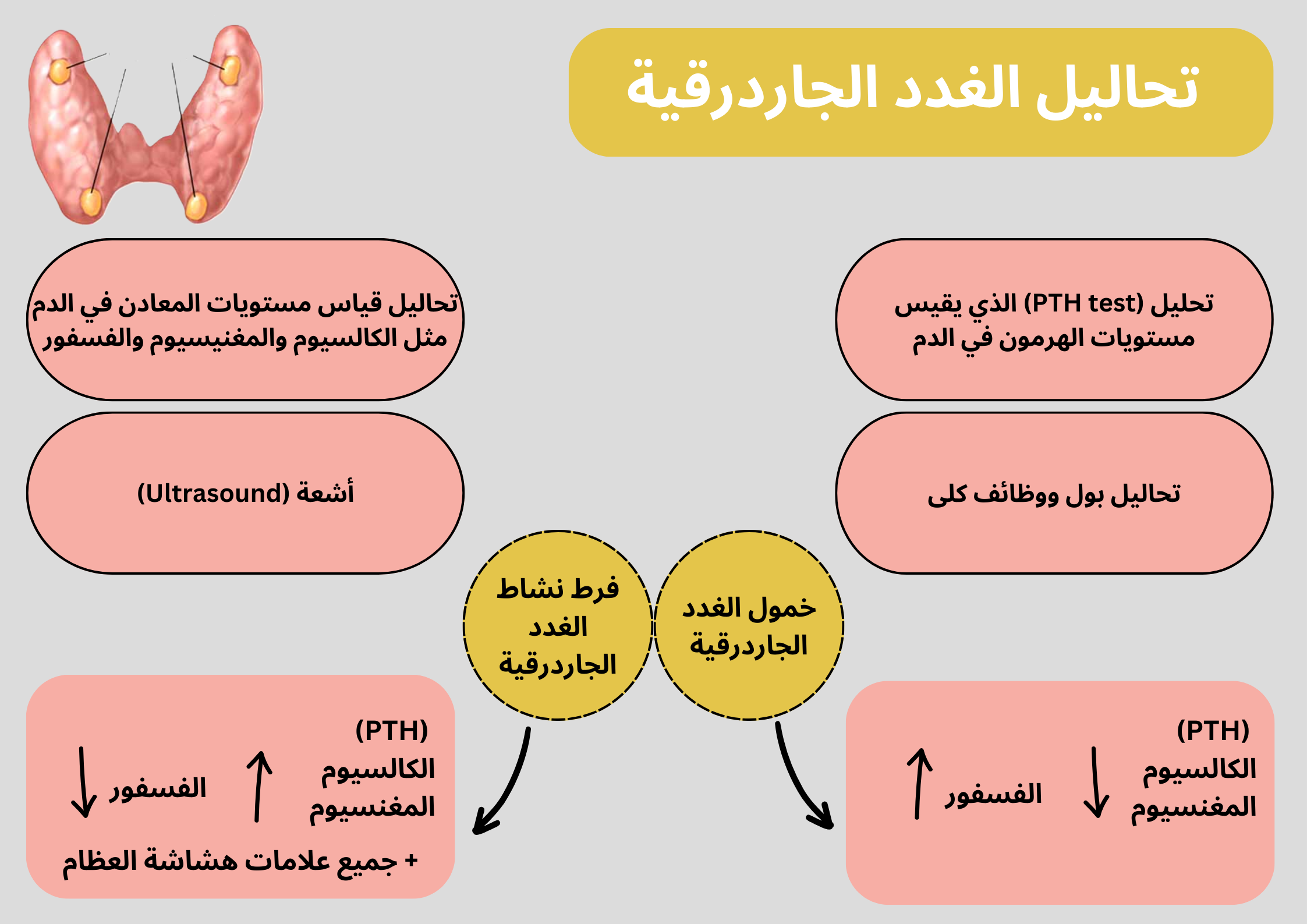 تحاليل الغدد الجاردرقية	