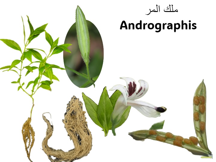 Andrographis ملك المر	