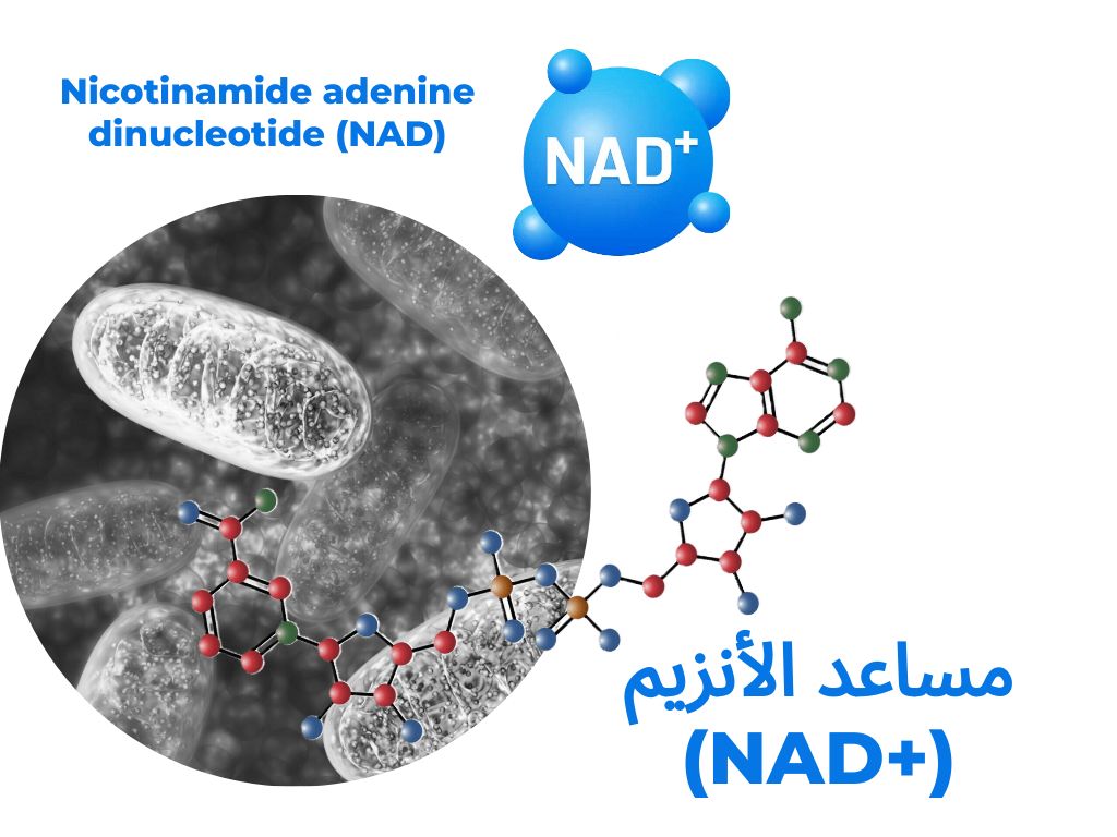 Nicotinamide adenine dinucleotide (NAD) مساعد الأنزيم (+NAD)	