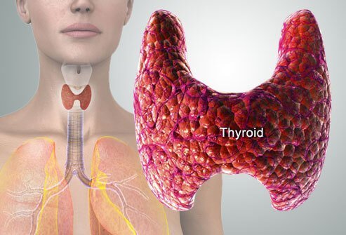 thyroid gland الغدة الدرقية	