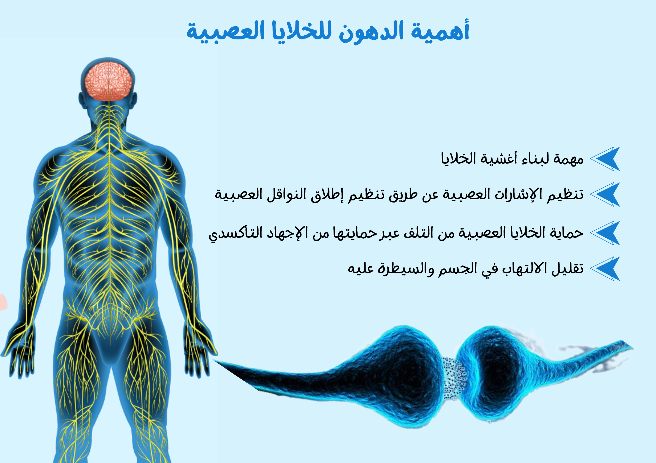 أهمية الدهون للخلايا العصبية	