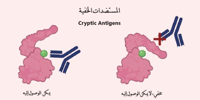 	cryptic antigens المستضدات الخفية