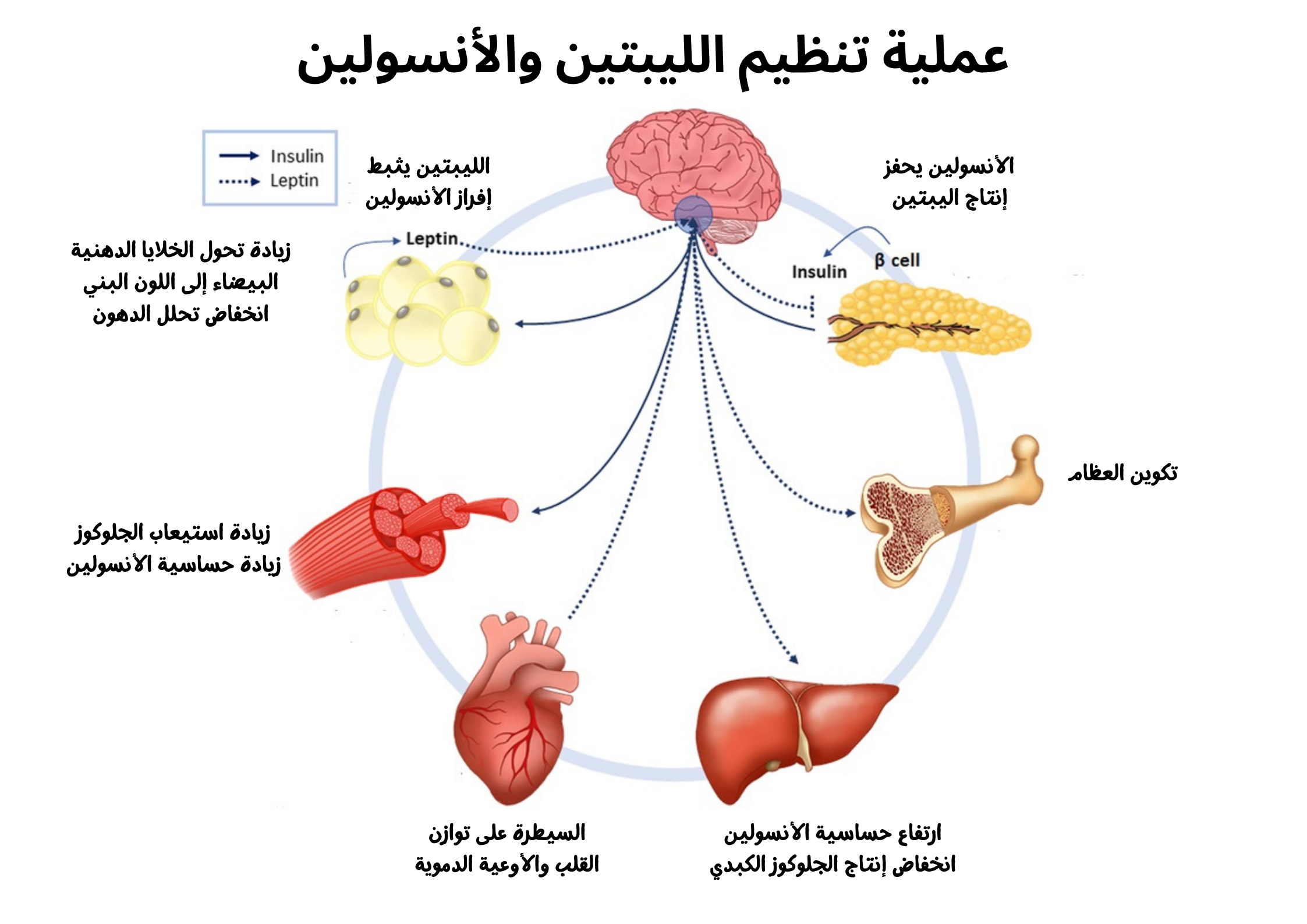 عملية تنظيم الليبتين والأنسولين	