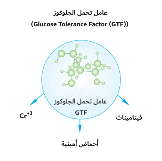 عامل تحمل الجلوكوز (Glucose Tolerance Factor (GTF))	