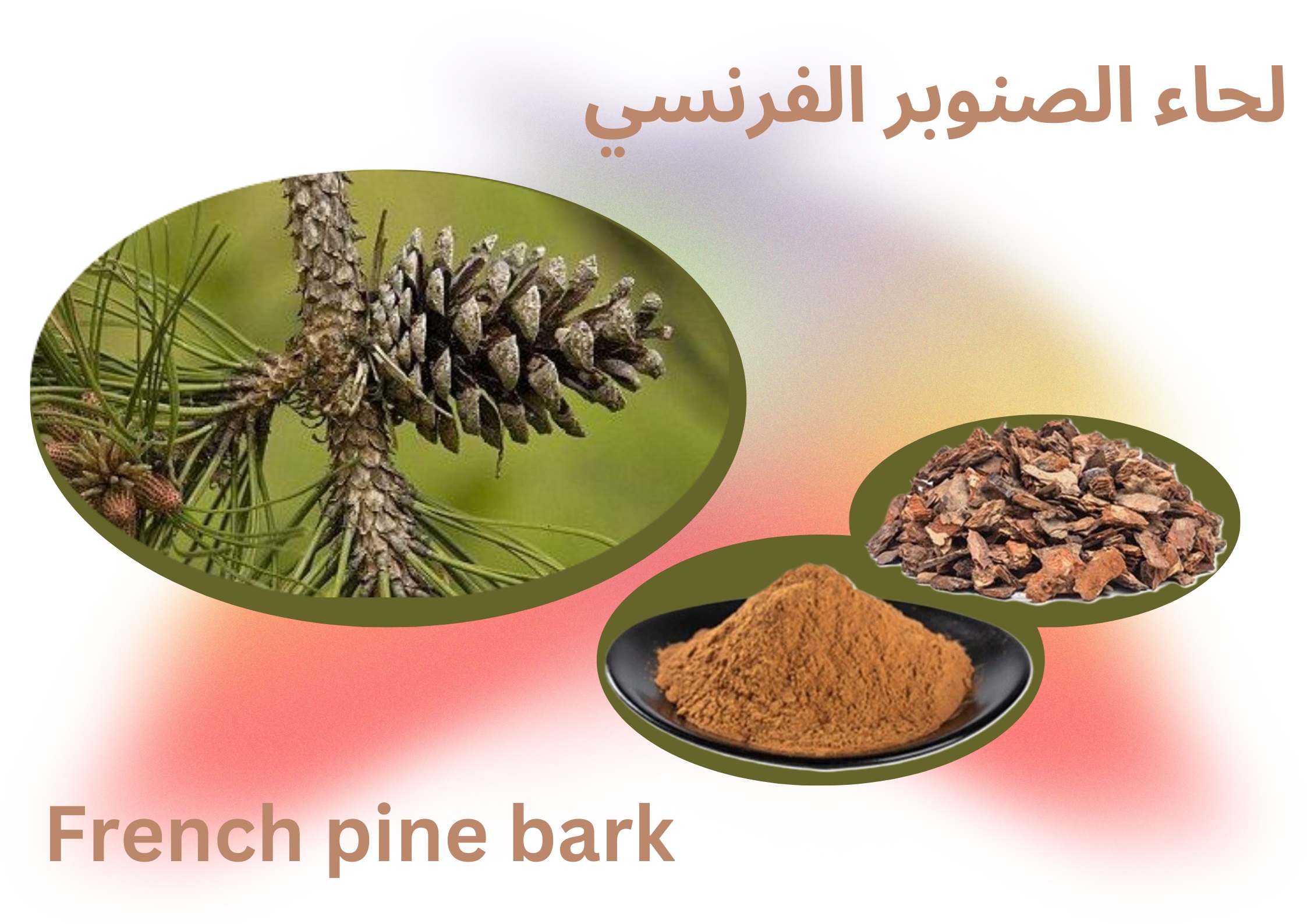 لحاء الصنوبر الفرنسي French pine bark	