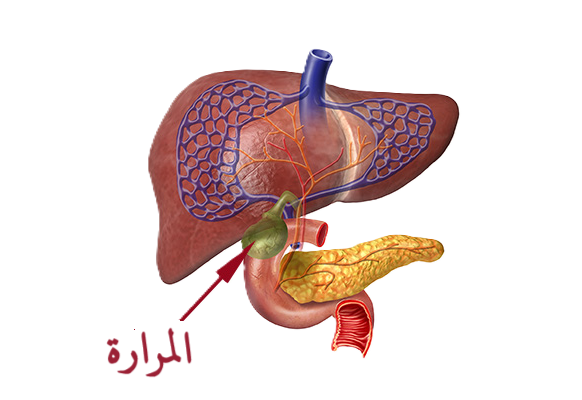 المرارة