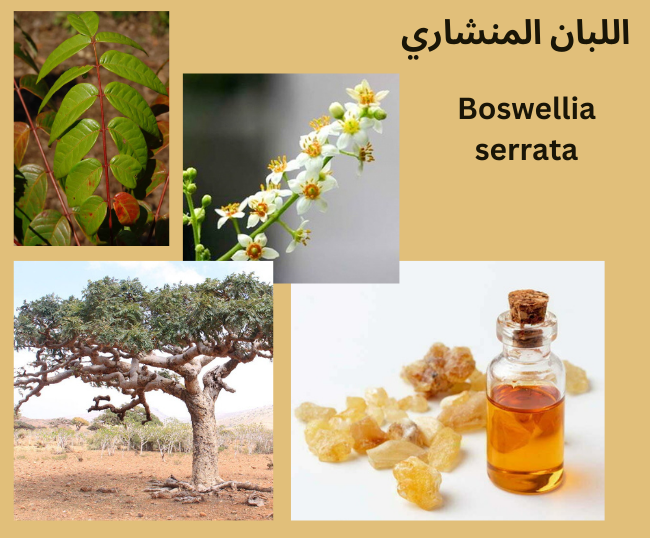Boswellia serrata اللبان المنشاري	