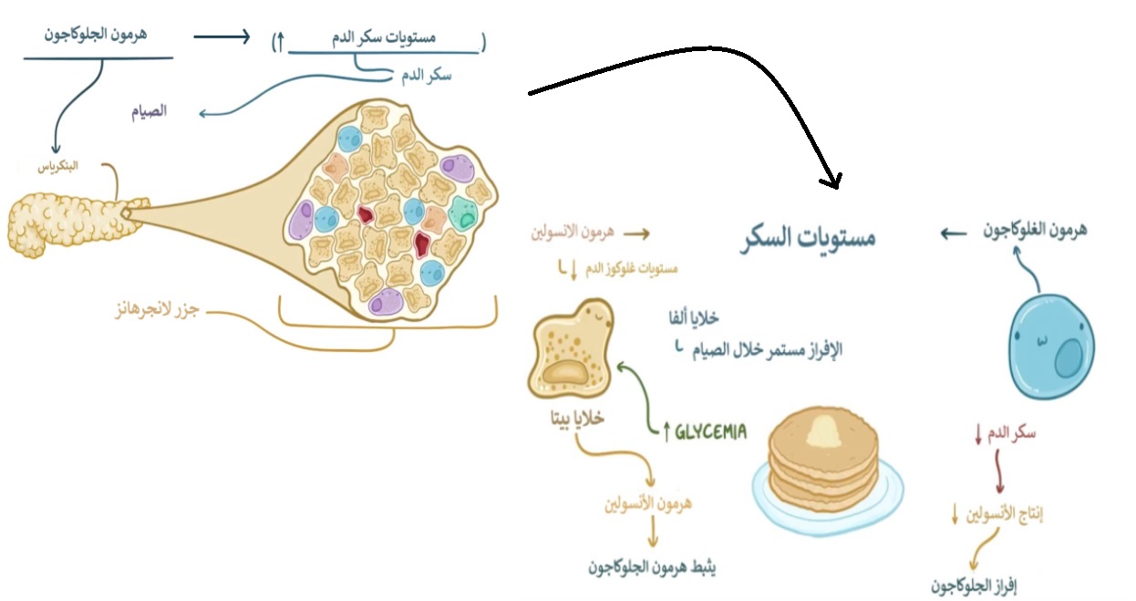 هرمون الجلوكاجون