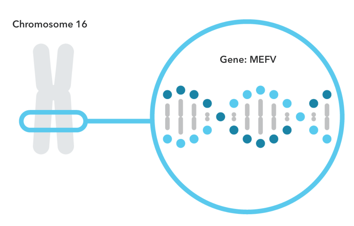 MEFV gene