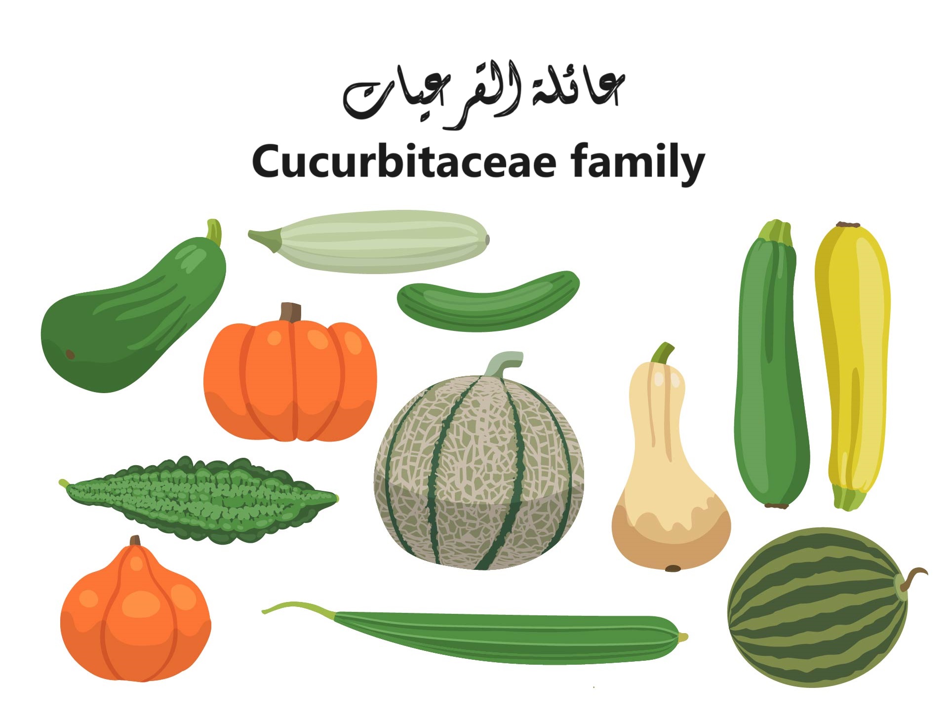Cucurbitaceae family عائلة القرعيات	