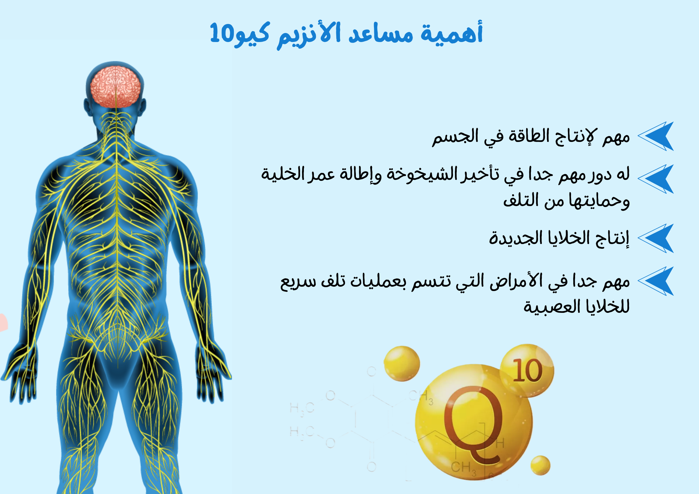 أهمية مساعد الأنزيم كيو10 coenzyme q10	