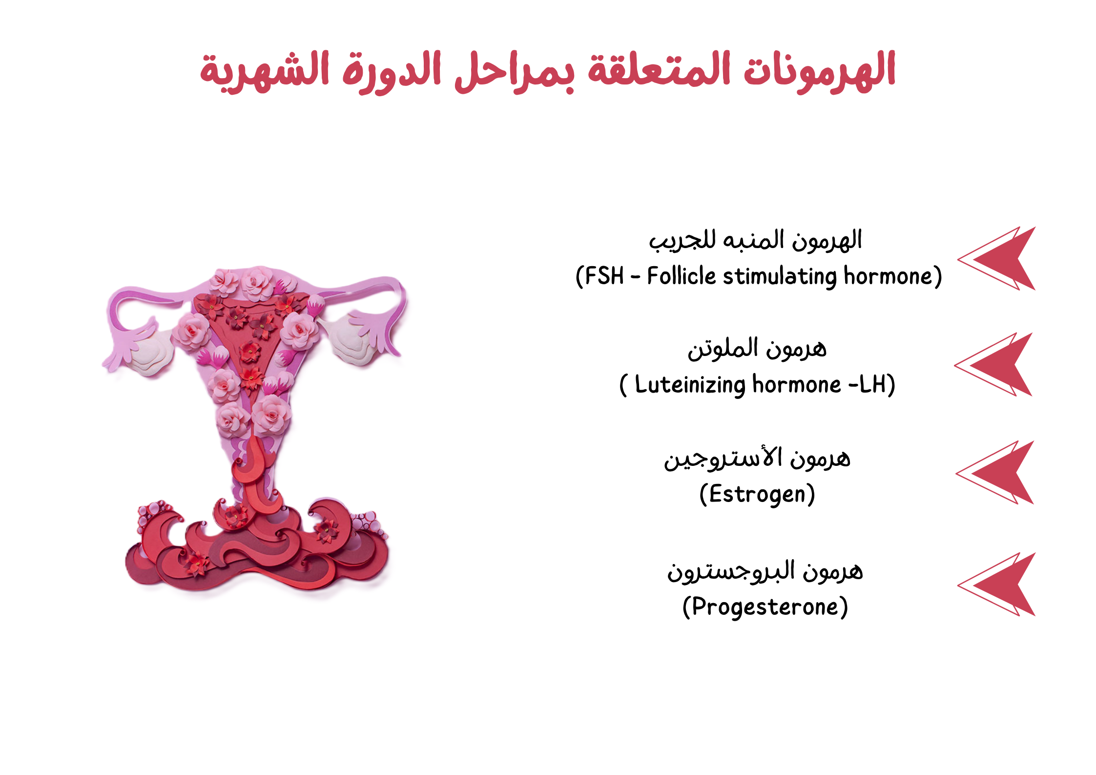 الهرمونات المتعلقة بمراحل الدورة الشهرية	