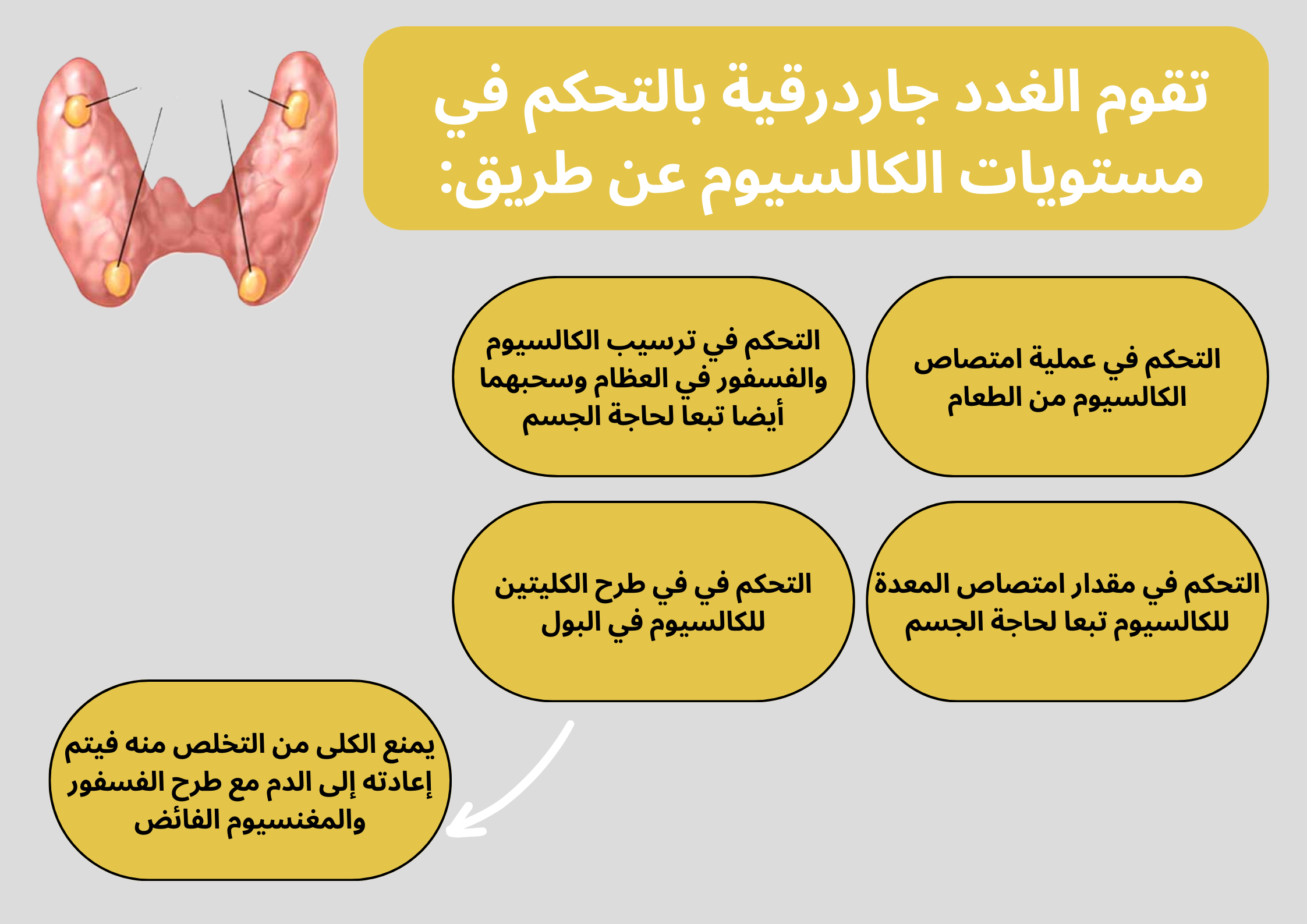 تقوم الغدد جاردرقية بالتحكم في مستويات الكالسيوم عن طريق:	