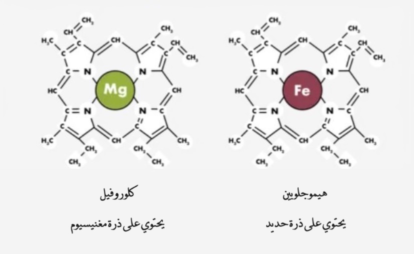 كلوروفيل وهيموغلوبين