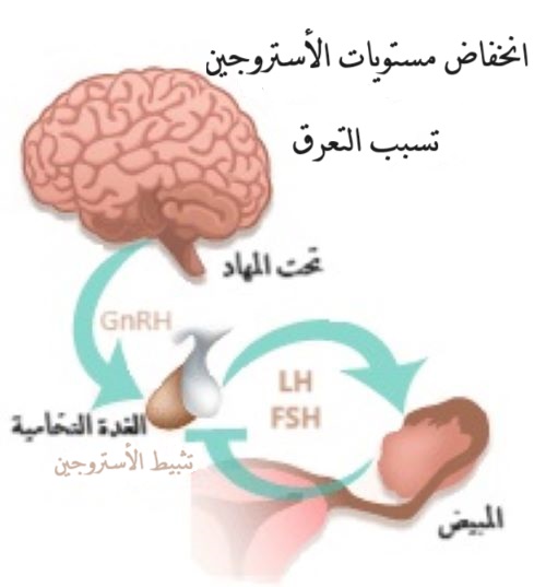 انخفاض مستويات الأستروجين تسبب التعرق