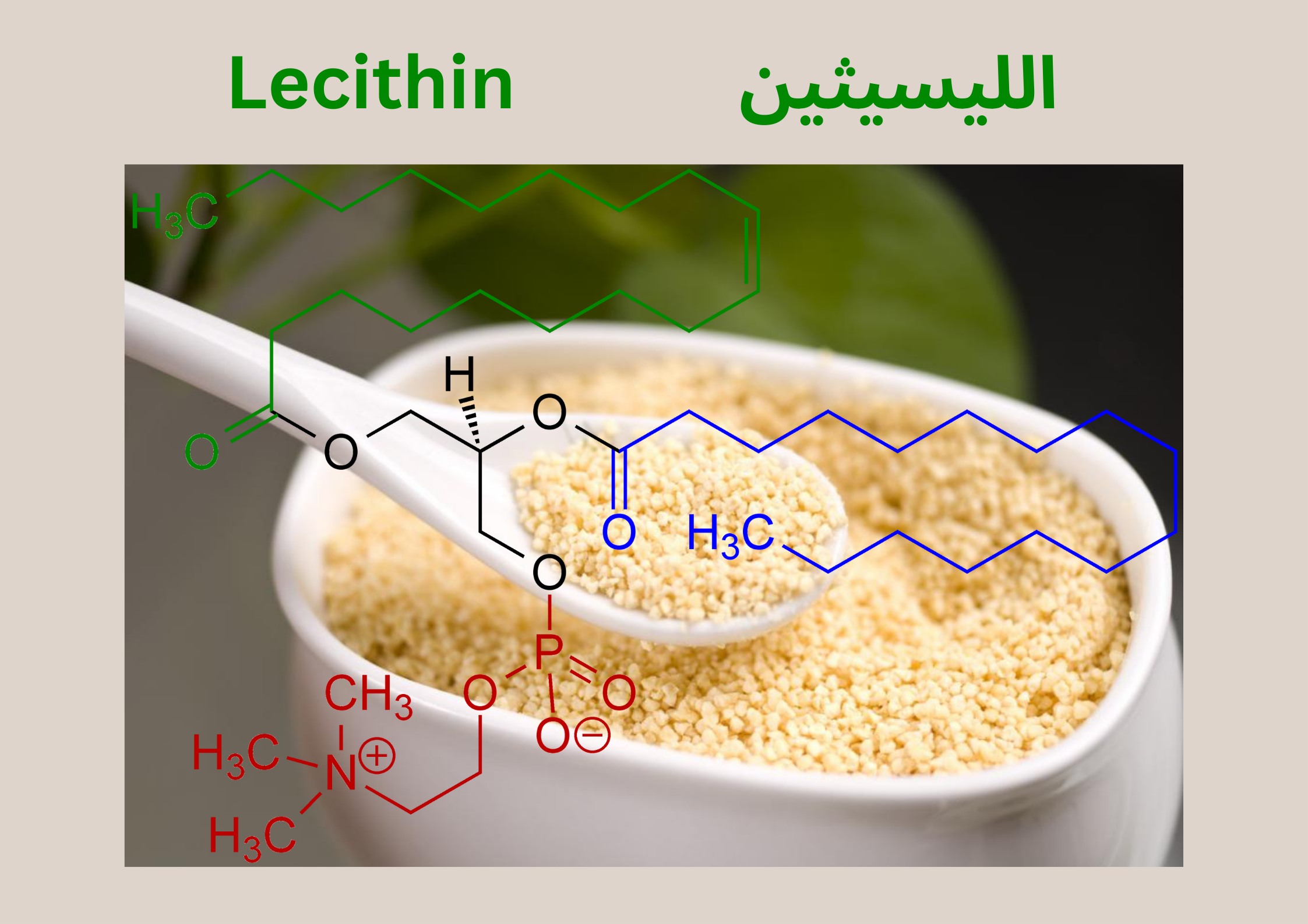 Lecithin الليسيثين
