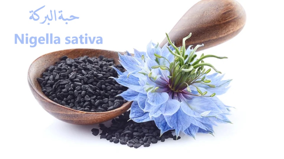 Nigella sativa حبة البركة	