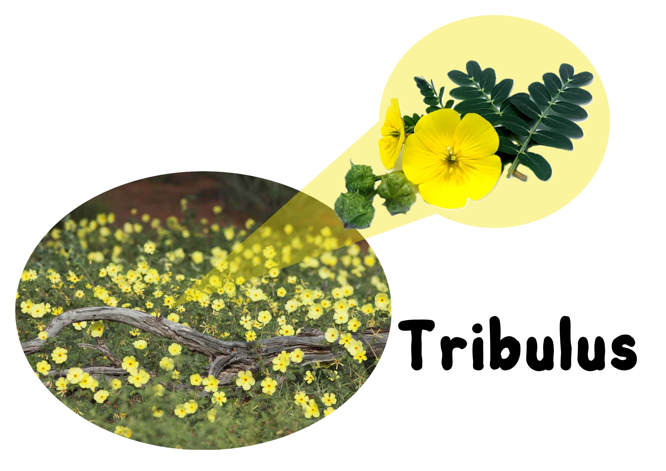 Tribulus	