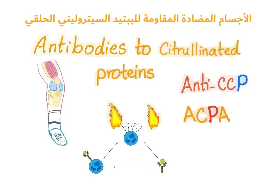 Anti–cyclic citrullinated peptide antibodies Anti-CCP التهاب مفاصل روماتويدي الأجسام المضادة المقاومة للببتيد السيتروليني الحلقي	